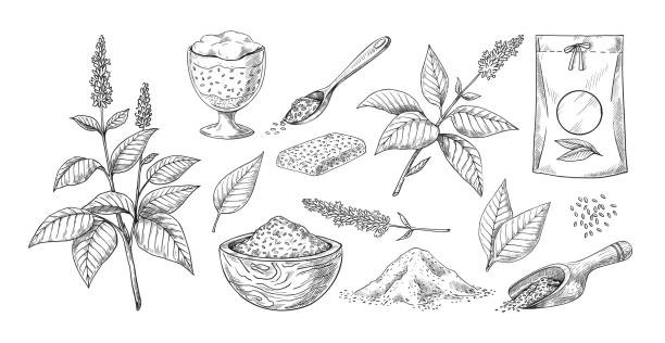 chia seed sketch hand drawn plan